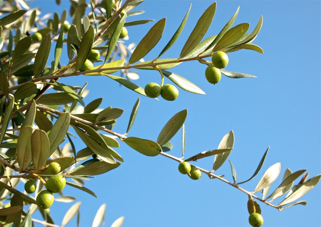 Olive Branch.jpg