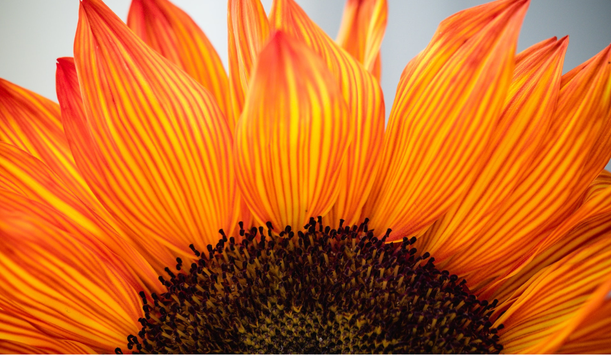 How to Practice Gratitude