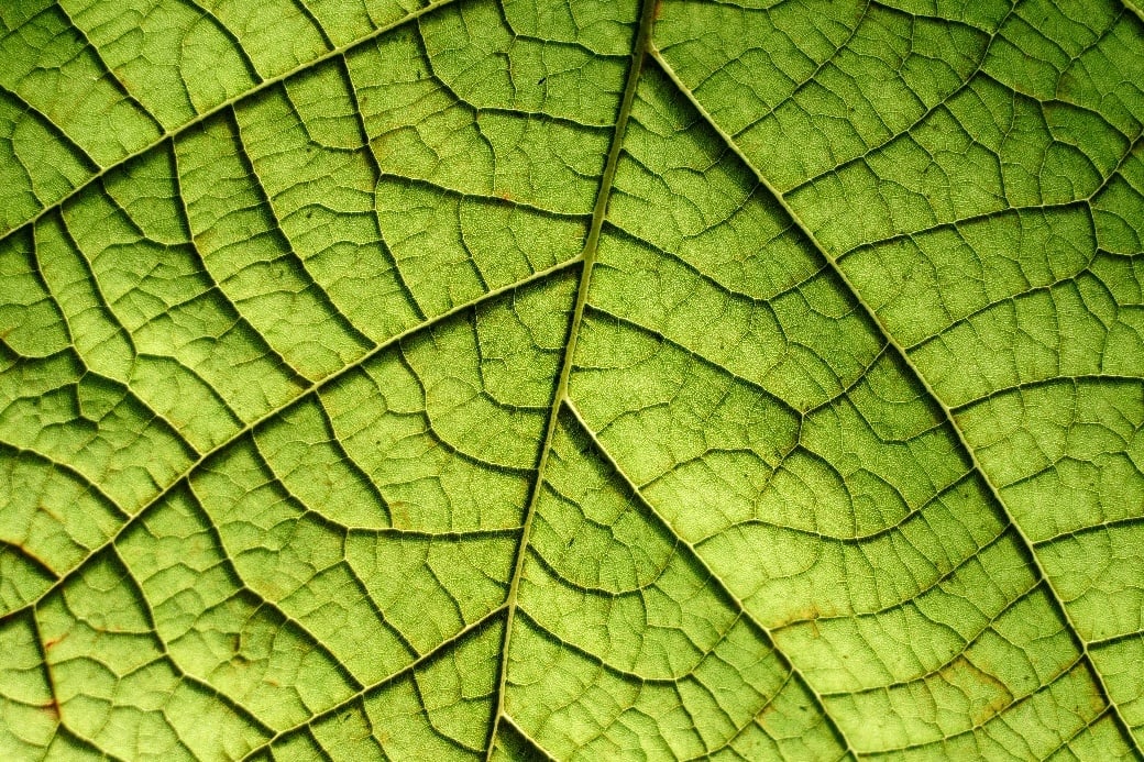 Leaf-651.jpg